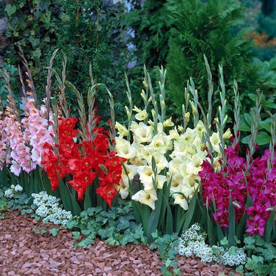 GARDENIFY INDIA Gladiolus/Sword Lily Imported Flower Bulbs Seed (5 per packet) mix colurs Seed(5 per packet)