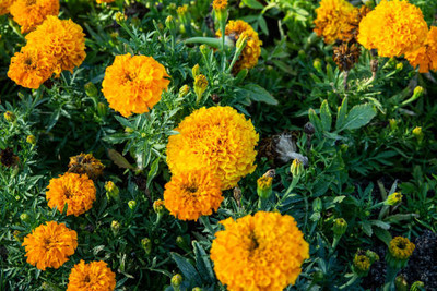 Lorvox marigold/gende ka phool flower seeds Seed(25 per packet)