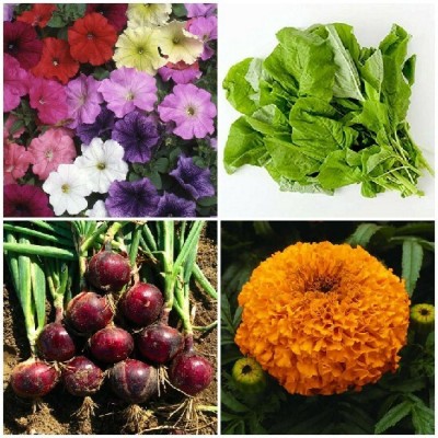 SimXotic Marigold Orange Flowers, Petunia Mixed Flowers, Sarso Mustard & Onion Red Seed(4 per packet)