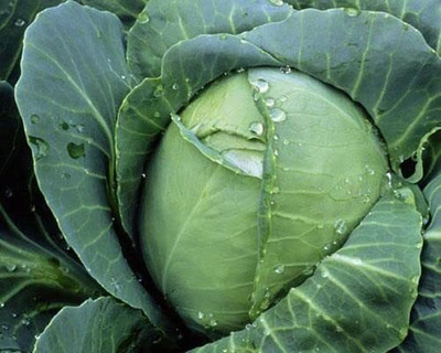 WILLVINE MEH -IX Hybrid quality Cabbage BC-79 seed [50g] Seed(15000 per packet)