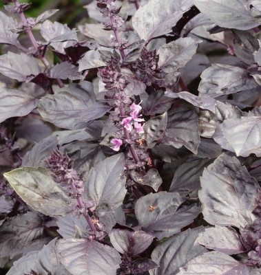 VibeX PAU-62 - Red Rubin Purple Basil - (4500 Seeds) Seed(4500 per packet)