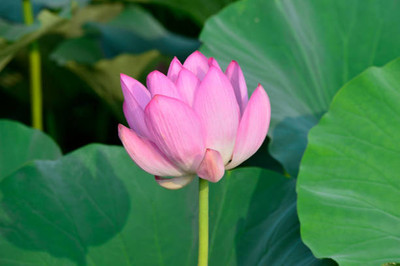 Apni Maati lotus,kamal seeds Seed(10 per packet)