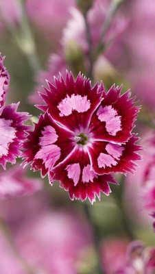 Aywal Hybrid Sweet William Seed(70 per packet)