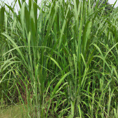 BDSresolve super napier grass stick/hybrid napier grass sick Seed(125 per packet)
