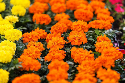 amkdseeds marigold/gende ka phool flower seeds Seed(75 per packet)