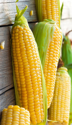 Biosnyg Sugar Sweet Corn Seeds-100 Seeds/10gm Seed(100 per packet)
