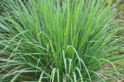CYBEXIS TLX-75 - Insect Repellent Lemon Grass Plant - (2250 Seeds) Seed(2250 per packet)