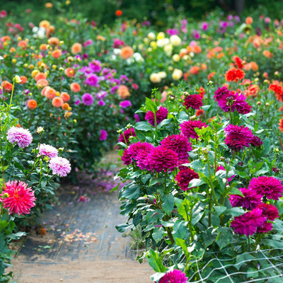 SREE Dahlia Pompon Seed(30 per packet)