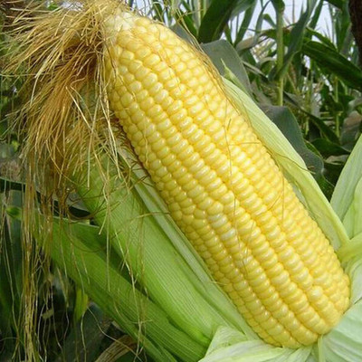 CYBEXIS Easy Grow Delicious Vegetable Crop Corn Seeds 500 Seeds Seed(500 per packet)