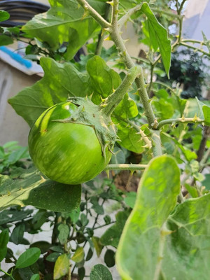 Biosnyg Green Thorne Brinjal Egg Plant Vegetable ( Seeds) Seed(1000 per packet)