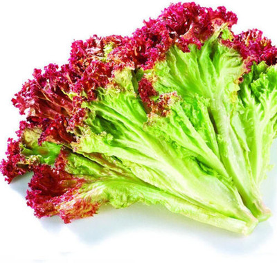 CYBEXIS Rare Lettuce Red Leaves Seeds1000 Seeds Seed(1000 per packet)