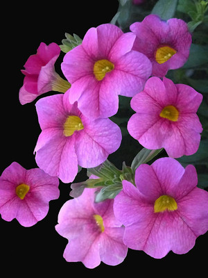 CRGO PETUNIA Seed(15 per packet)