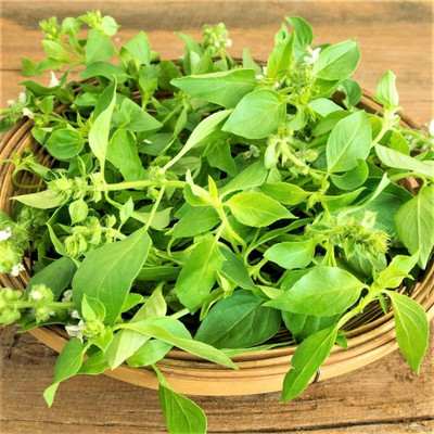 Qualtivate XLR-2 Lemon Basil Herb Seeds Seed(1000 per packet)