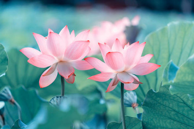 GMR lotus,kamal gatta Seed(14 per packet)