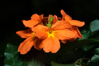 sarvottam creation kanakambaram-firecracker-crossandra Seed(34 per packet)