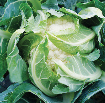 Quentova Organic white cauliflower-11R-VISHVA Seed(200 per packet)