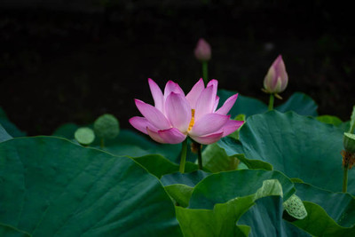gelunix lotus,kamal seeds Seed(10 per packet)