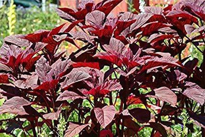 KANAYA Amaranth Seeds (Laal Saag) Cholai Seed(70 per packet)