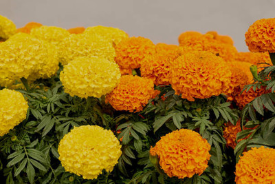 Top aam ka beej marigold,gende ka phool seeds Seed(21 per packet)