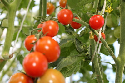 True Elements tomato Seed(70 per packet)