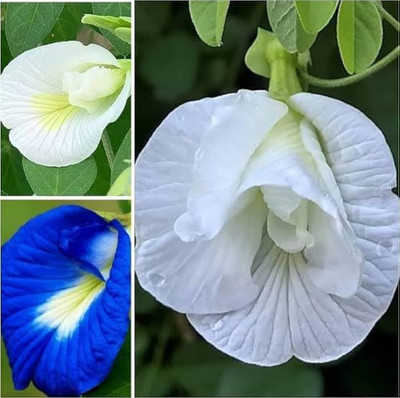 Pbevergreen Aparajita seeds Blue & White Seed(30 per packet)