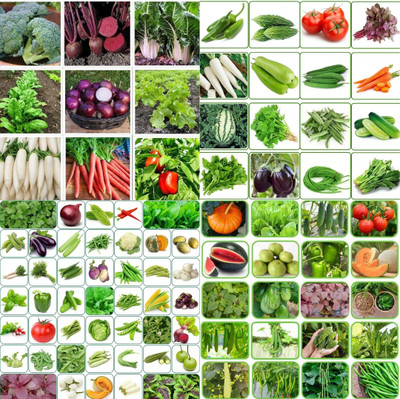 ibains All vegetable seeds biij 229 Seed(213 per packet)