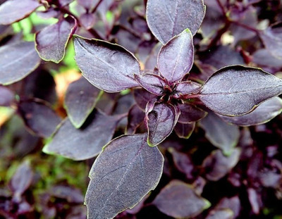 VibeX ® RXI-15 Red Rubin Basil Seeds Seed(1000 per packet)