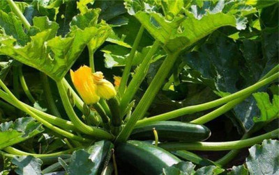 VibeX ATS-16 - Black Beauty Zucchini Summer Squash - (675 Seeds) Seed(675 per packet)