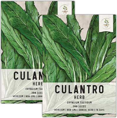 VibeX LXI-73 - Culantro (Eryngium foetidum) - (750 Seeds) Seed(750 per packet)