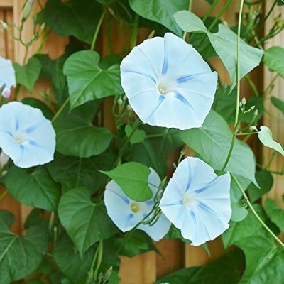 Qualtivate KGF -234 Morning Glory Seeds - Ismay - Packet, Blue, Flower Seeds, Heirloom Seed(50 per packet)