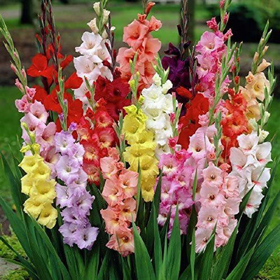 WILLVINE LX-51 Mixed Colors Gladiolus Bulbs Seed(20 per packet)