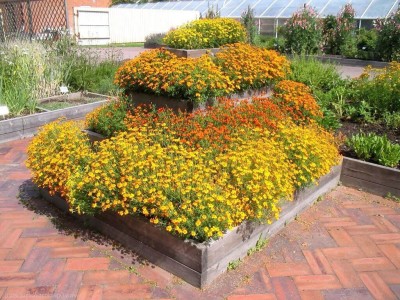 VibeX NBIR-25 - Marigolds Mexican Mix - (750 Seeds) Seed(750 per packet)