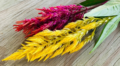 ZIXA COLORFUL Mixed CELOSIA Flower Seed(40 per packet)