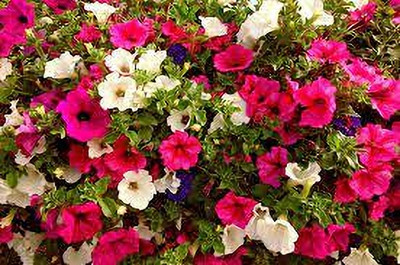 Seedsqlty Petunia seeds hybrid double Seed(30 per packet)