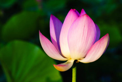 Epoojacart lotus,kamal gatta Seed(10 per packet)
