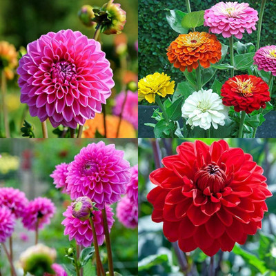 ibains Dahlia seeds hybrid 24 Seed(24 per packet)