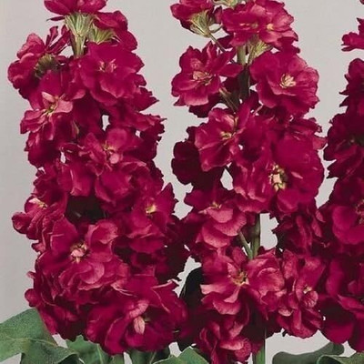 LPR STOCK Seed(25 per packet)