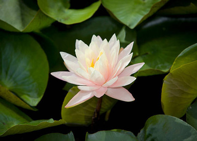 Pihu Enterprises lotus,kamal gatta Seed(11 per packet)