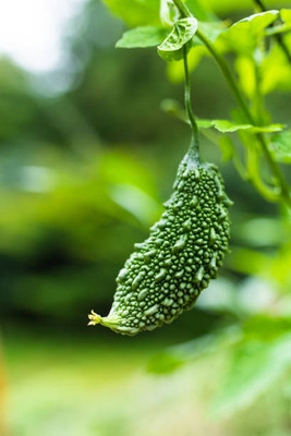 XOLDAA BITTER GOURD Seed(14 per packet)