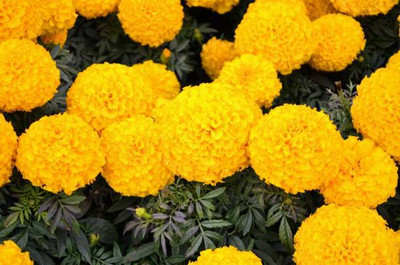 JasBerk marigold/gende ka phool flower seeds Seed(75 per packet)