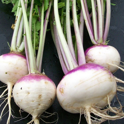 Quentova Turnip (Organic) - Purple Top White Globe-AHS-22I Seed(200 per packet)