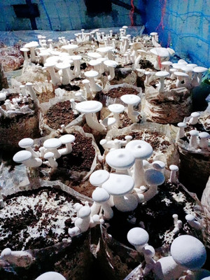 Arko Milky Mushroom Spawn Seed(2000 per packet)