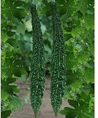 the green dotcom long bitter gourd seeds/Bitter gourd seeds 46 Seed(46 per packet)