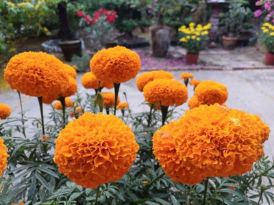 ZIFR marigold/gende ka phool flower seeds Seed(50 per packet)