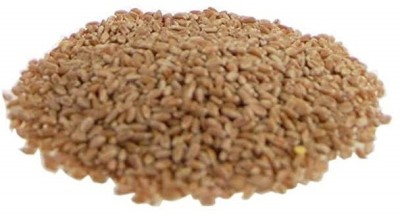 CYBEXIS XLR-23 - Cat Grass Hard Red Winter Wheat - (22500 Seeds) Seed(22500 per packet)