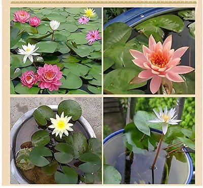 VibeX TLX-92 - Pink & Red Lotus Flower - (30 Seeds) Seed(30 per packet)