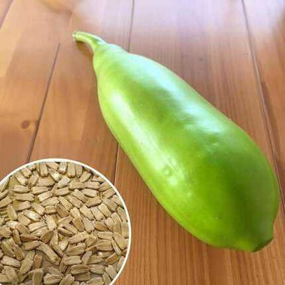 SEMINA VITA bottle gourd f1 hybrid sumant seeds louki seeds Seed(70 per packet)