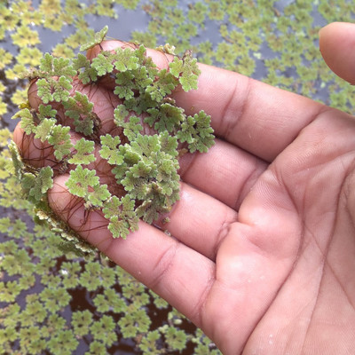 BDSresolve azolla fern grass/azolla seeds 1510 Seed(1510 per packet)