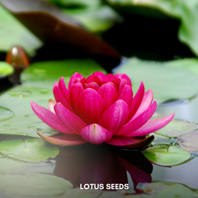 KKM Japanese bonsai lotus multicolor flower Seed(20 per packet)