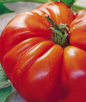 LPR TOMATOO,TAMATARR Seed(40 per packet)